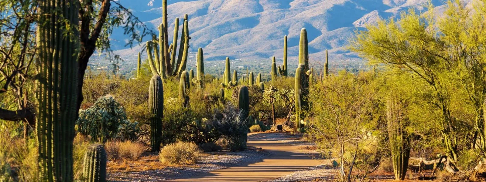 Scenic desert landscape with cacti and mountains